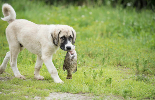¿Mi perro puede comer pescado?
