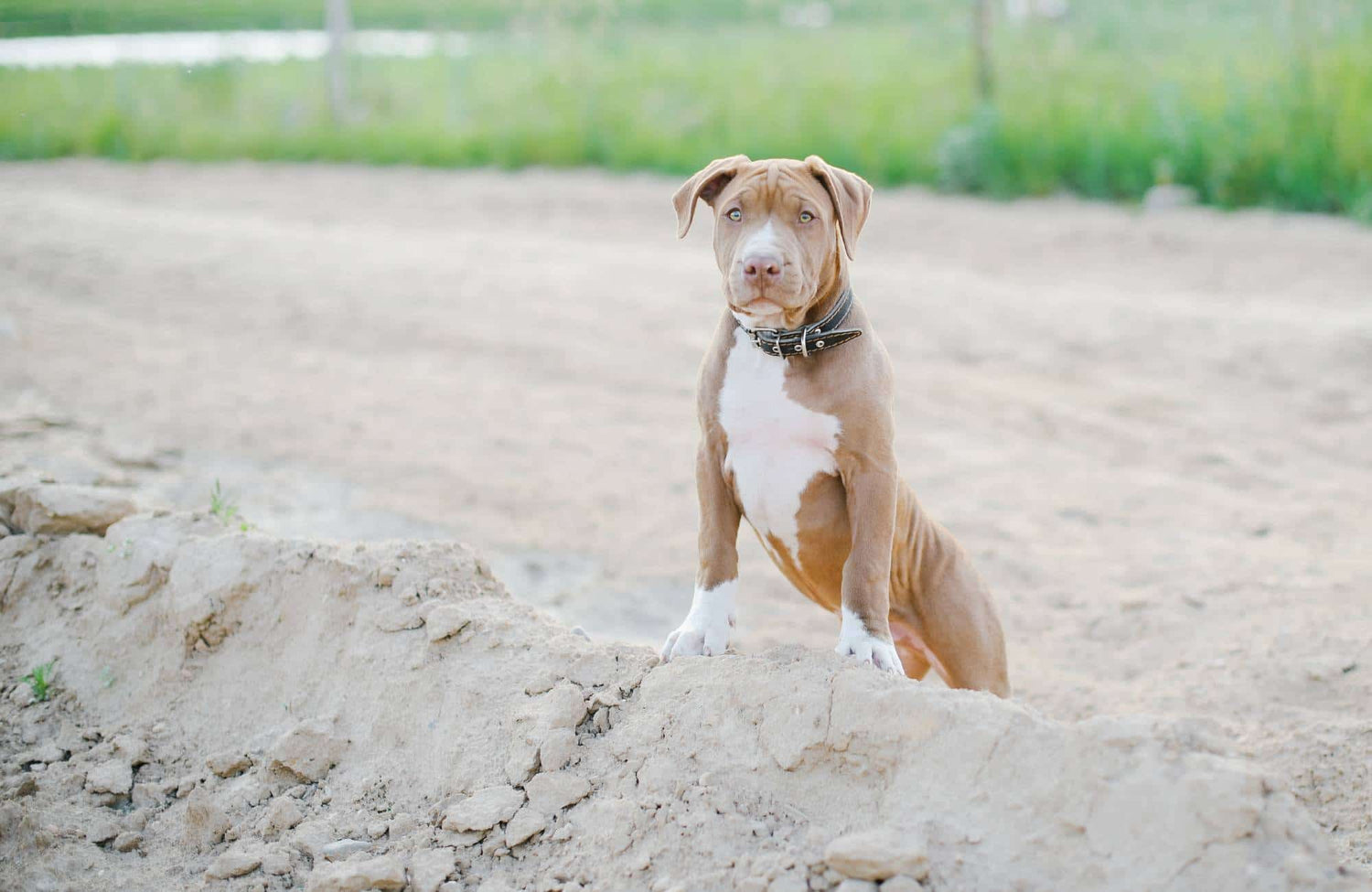 Pitbull: todas las características y cuidados de esta raza canina