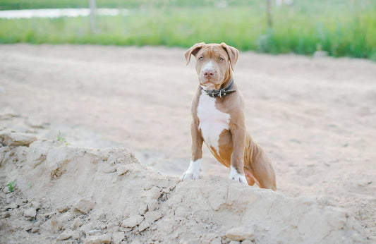 Pitbull: todas las características y cuidados de esta raza canina