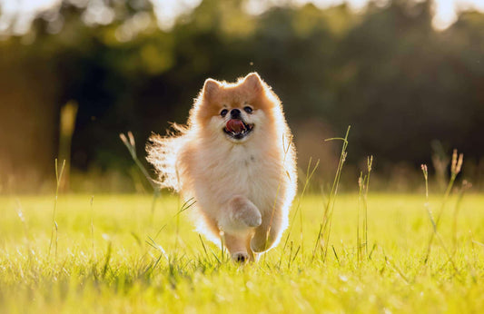 Pomerania: cuidados, características y consejos