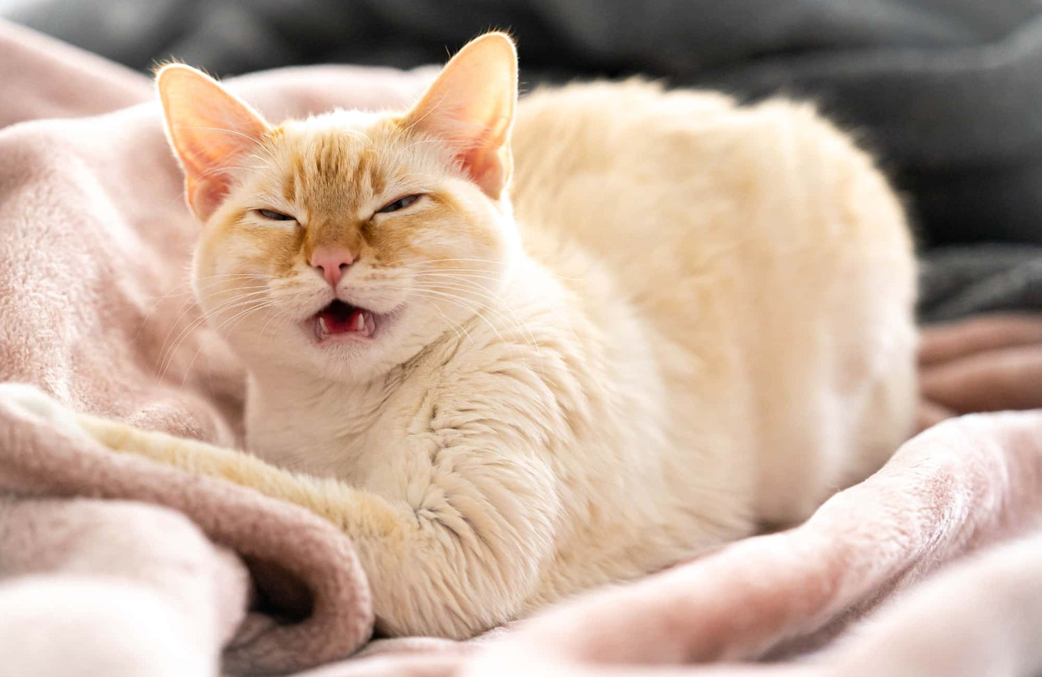 ¿Por qué mi gato estornuda?