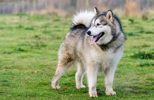 Alaskan Malamute: características, cuidados y alimentación
