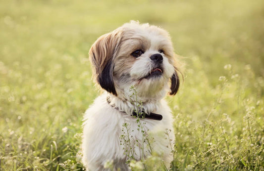 ¿Cuál es la mejor comida para un perro pequeño?