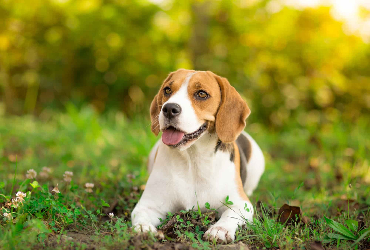 ¿Es bueno el ayuno en perros? Cuándo aplicarlo y qué tener en cuenta