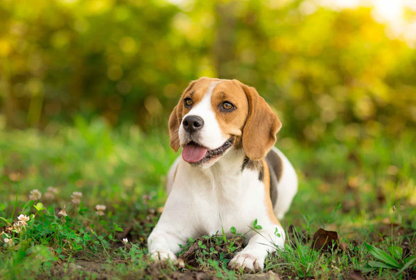¿Es bueno el ayuno en perros? Cuándo aplicarlo y qué tener en cuenta