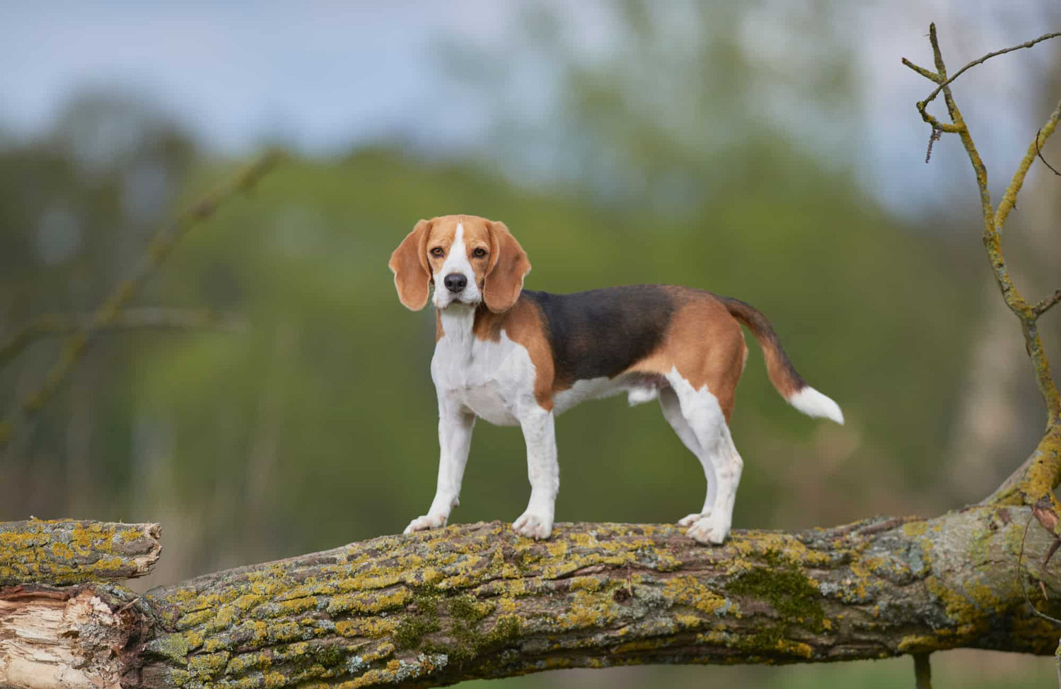 Beagle: características, cuidados y alimentación