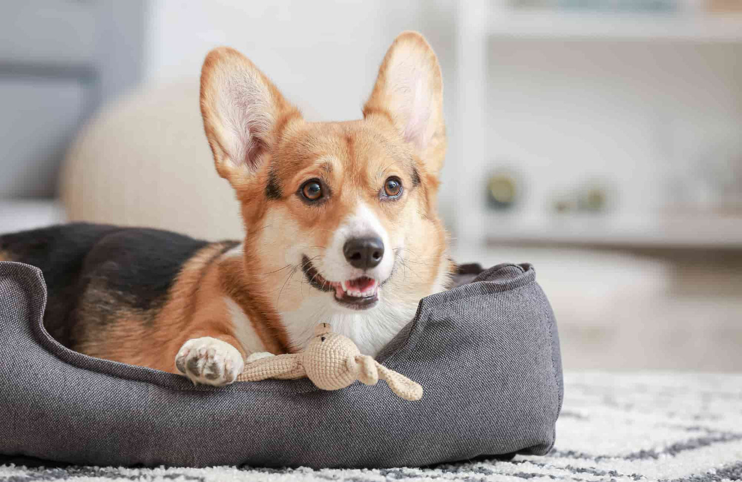 Comida casera para perros esterilizados