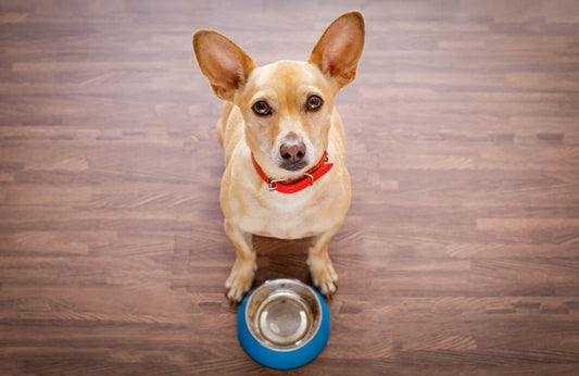 Mi perro no quiere comer: causas y qué hacer
