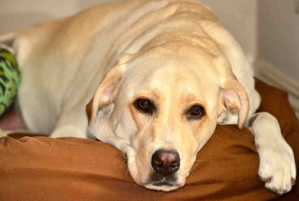 ¿Qué puede comer un perro con gastroenteritis?