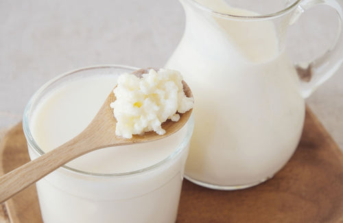 ¿Qué son los probióticos en perros?