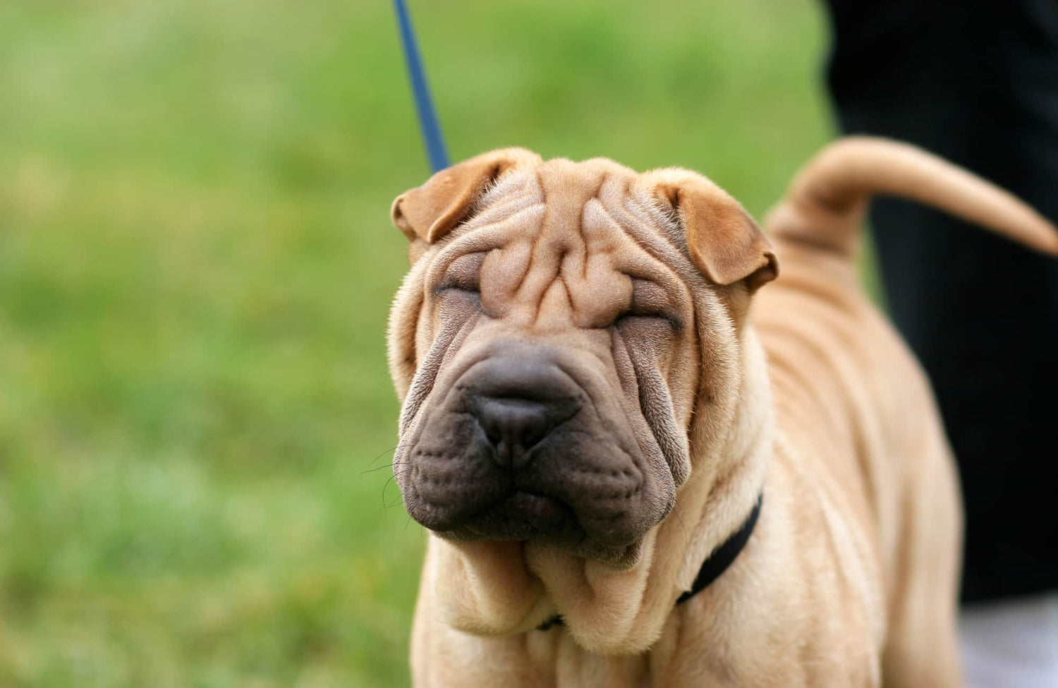 Shar Pei: alimentación, cuidados y características