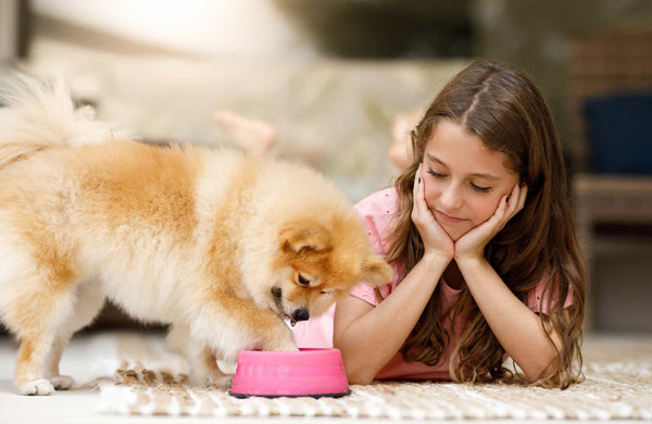 Slow Feeding en perros