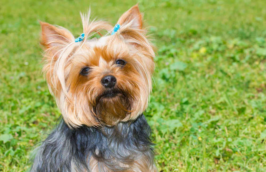 Cuidados del Yorkshire Terrier: todo lo que debes saber