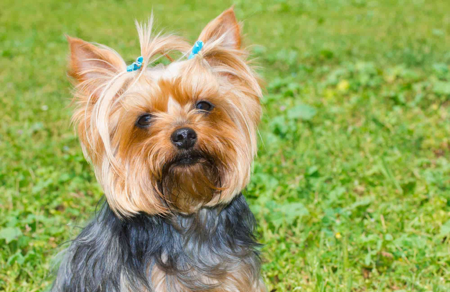 Cuidados del Yorkshire Terrier: todo lo que debes saber