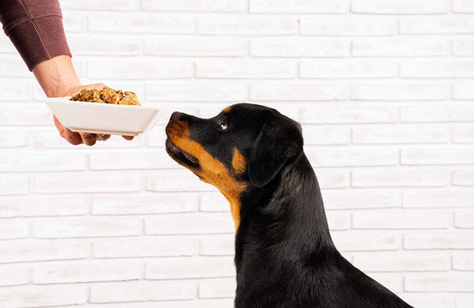 ¿Qué comida es mejor para cachorros?