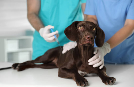 ¿Qué es la filaria en perros?