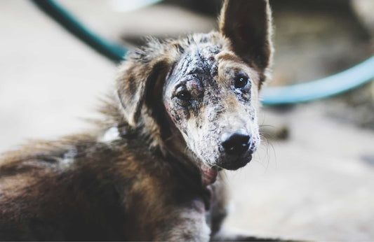 ¿Qué es la leishmania en perros?