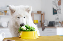 10 alimentos que pueden comer los perros