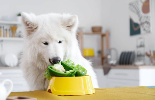 10 alimentos que pueden comer los perros