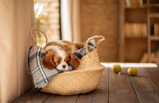 Remedios caseros para la diarrea en perros