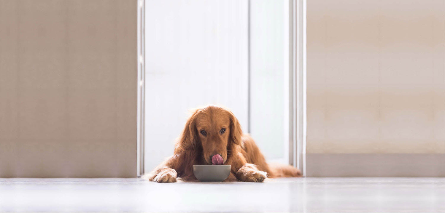 Rovinfood vs BARF para mascotas, con sus pros y sus contras