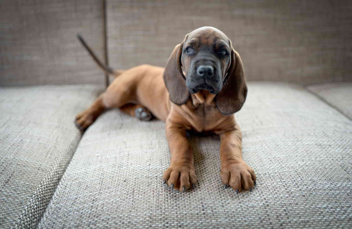 Sabueso de Baviera: cuidados, características y consejos