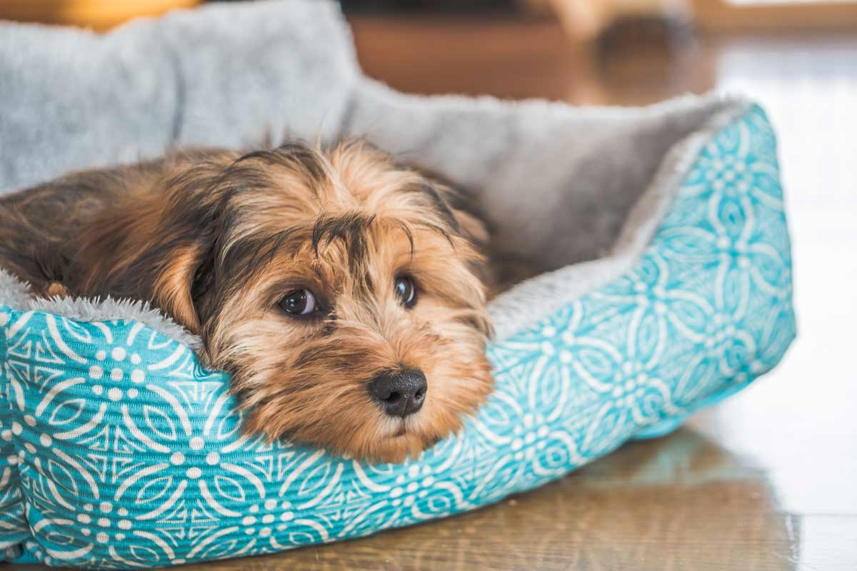 ¿Se le puede dar paracetamol a un perro?