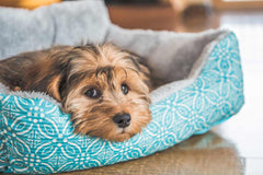 ¿Se le puede dar paracetamol a un perro?