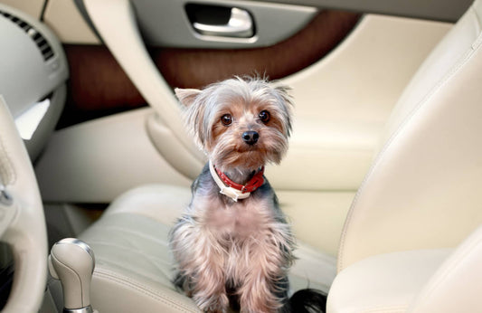 ¿Puedo dejar un perro en el coche en invierno?