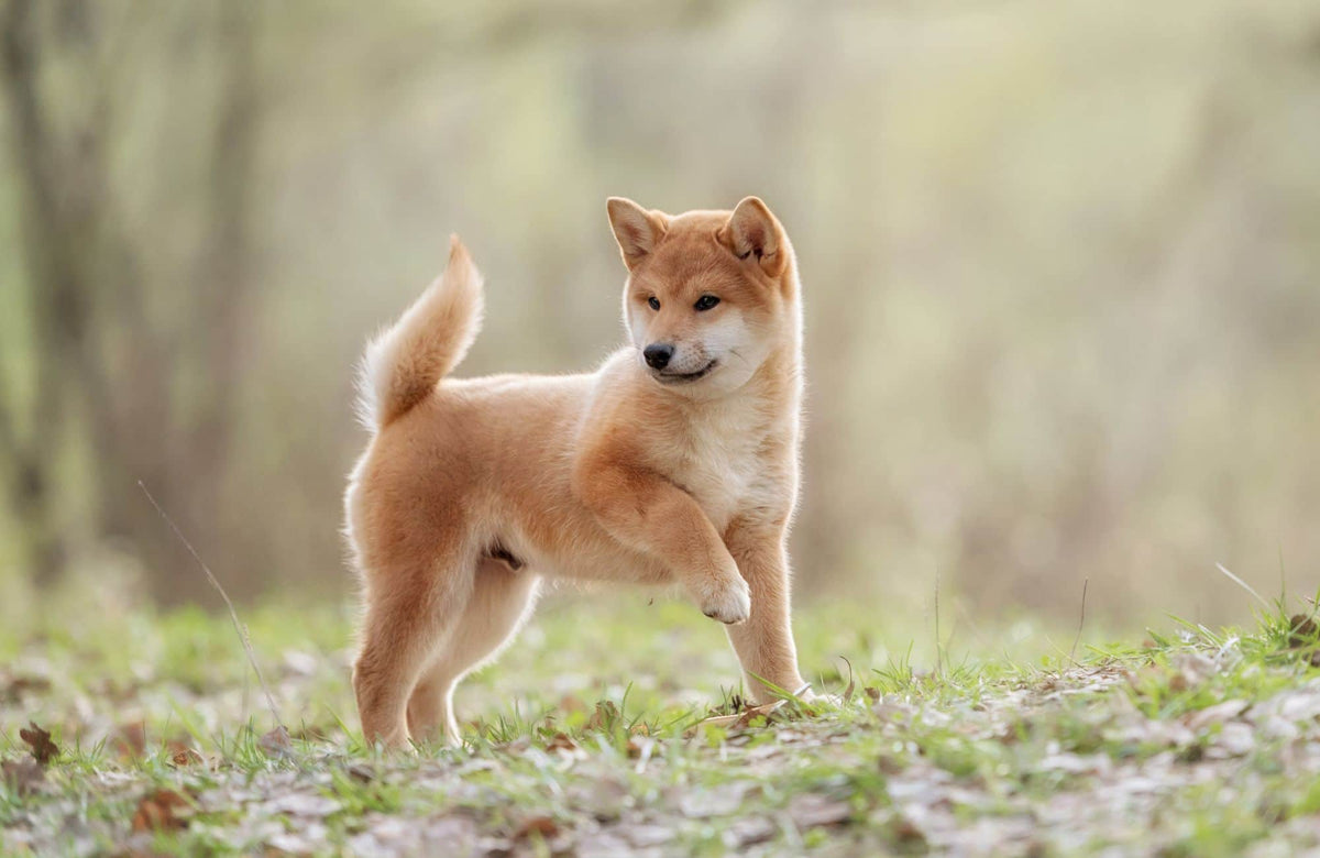 Shiba Inu: carácter, cuidados y todo lo que tienes que saber