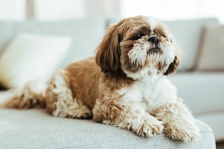 Razas de perros más pequeñas: cuáles son y sus características