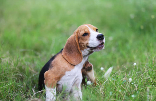 La primavera y los perros: Síntomas de alergia en perros