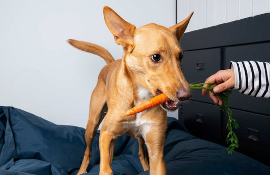 Superalimentos para perros: ¿Cuáles son sus beneficios?