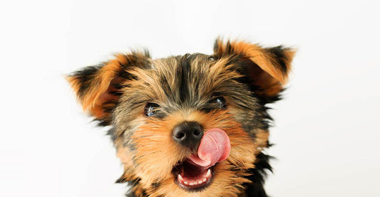 ¿Tu perro come demasiado deprisa? 6 trucos para solucionarlo